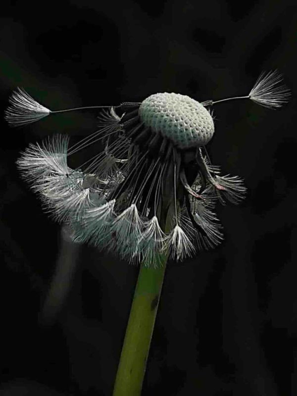 photographie de plantes par le photo club de Bordeaux